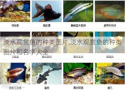 淡水观赏鱼的种类图片,淡水观赏鱼的种类图片和名字大全