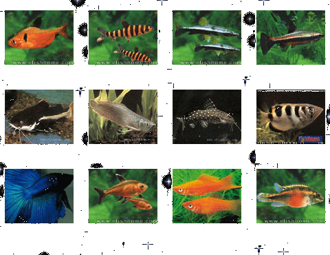 淡水观赏鱼的种类图片,淡水观赏鱼的种类图片和名字大全