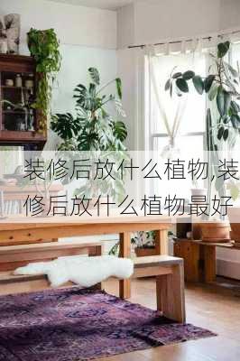 装修后放什么植物,装修后放什么植物最好