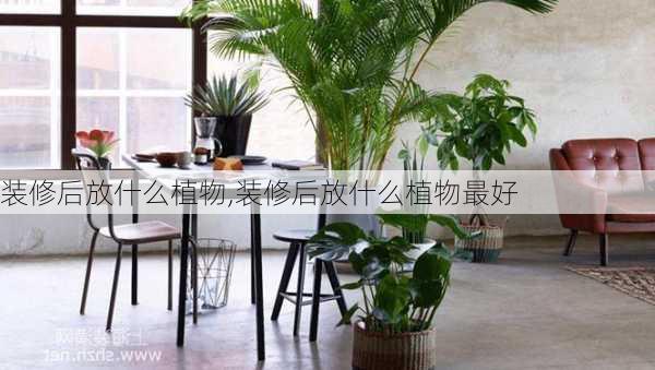 装修后放什么植物,装修后放什么植物最好