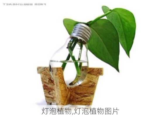 灯泡植物,灯泡植物图片