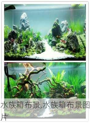 水族箱布景,水族箱布景图片