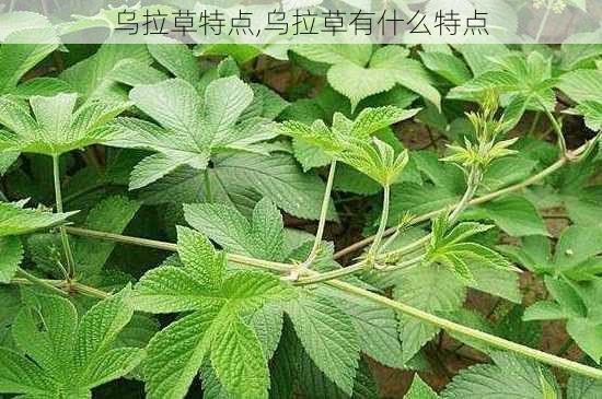 乌拉草特点,乌拉草有什么特点