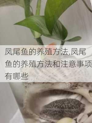 凤尾鱼的养殖方法,凤尾鱼的养殖方法和注意事项有哪些