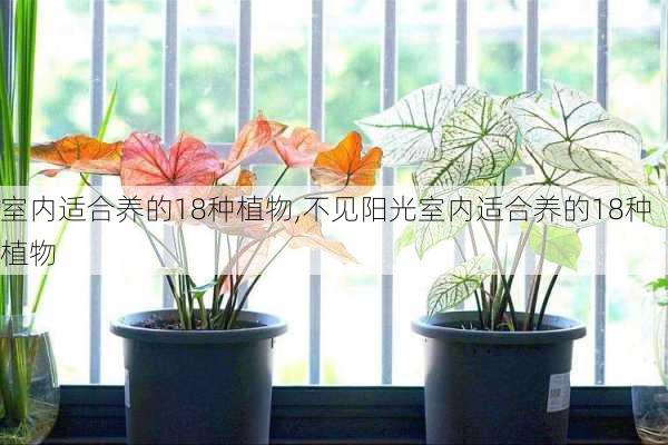 室内适合养的18种植物,不见阳光室内适合养的18种植物