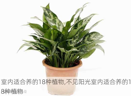 室内适合养的18种植物,不见阳光室内适合养的18种植物