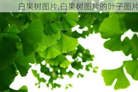 白果树图片,白果树图片的叶子图片