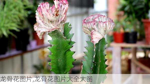 龙骨花图片,龙骨花图片大全大图