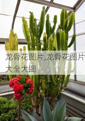 龙骨花图片,龙骨花图片大全大图