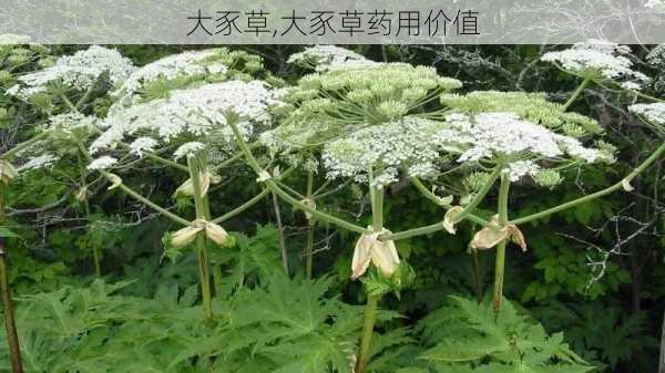 大豕草,大豕草药用价值