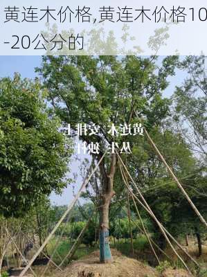 黄连木价格,黄连木价格10-20公分的