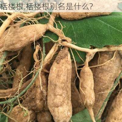 栝楼根,栝楼根别名是什么?