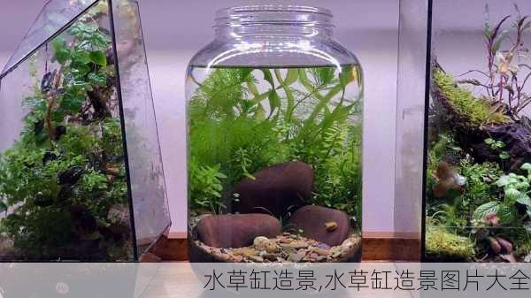 水草缸造景,水草缸造景图片大全