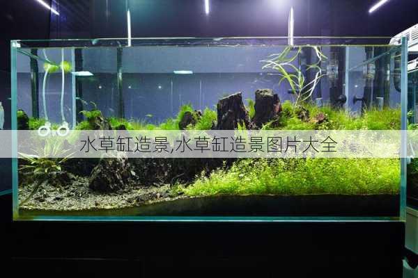 水草缸造景,水草缸造景图片大全