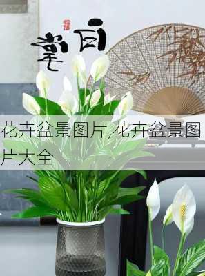 花卉盆景图片,花卉盆景图片大全